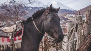 Se recuerda la vigencia de ordenanzas que disponen el cuidado responsable de equinos