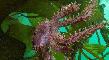 Celebran un hito en la protección de macroalgas en Tierra del Fuego