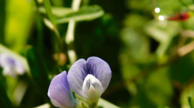 Se lanza concurso para elaborar la primera Guía de Flora Nativa de las Áreas Naturales Protegidas