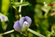 Se lanza concurso para elaborar la primera Guía de Flora Nativa de las Áreas Naturales Protegidas
