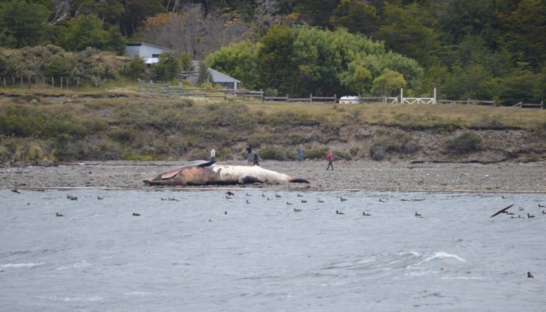 Encuentran ballena muerta en las costas del Canal Beagle