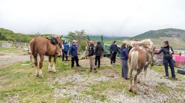 La Municipalidad concretó una nueva jornada de chipeo de equinos