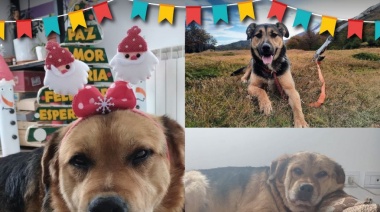 La Dirección de Zoonisis celebrará los cumpleaños de los perros que aguardan ser adoptados en los caniles