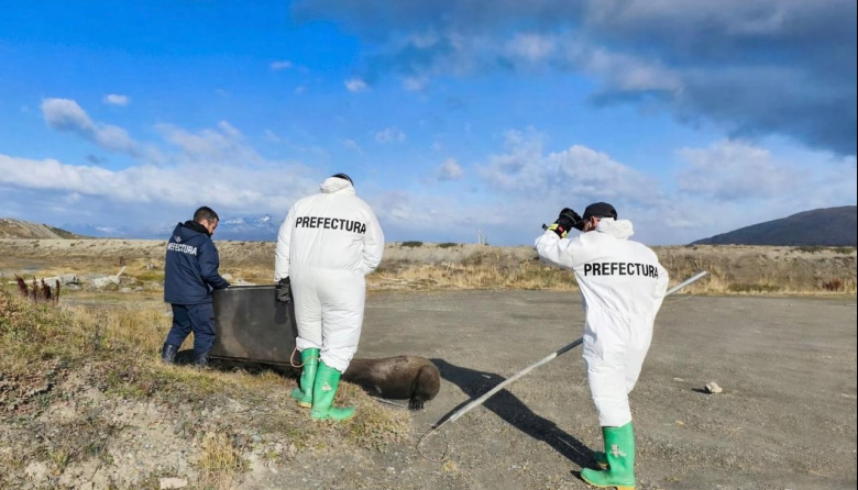 Prefectura asistió y reinsertó en su hábitat natural a un lobo marino