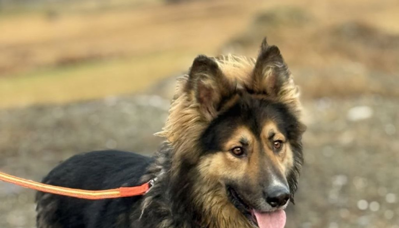 La Municipalidad recuerda la importancia de resguardar a los animales de compañía
