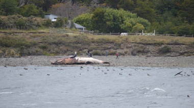Encuentran ballena muerta en las costas del Canal Beagle
