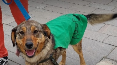 Se recuerda a la comunidad la disponibilidad para sacar turnos para castraciones de canes