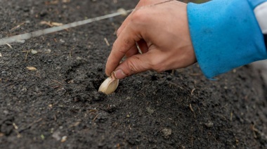 Se inició junto al INTA un proyecto para desarrollar el cultivo local de ajo violeta