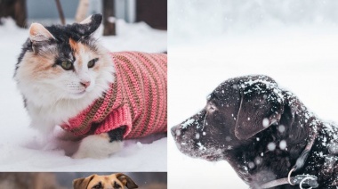 Se recuerda la importancia de proteger a las mascotas del frío invernal