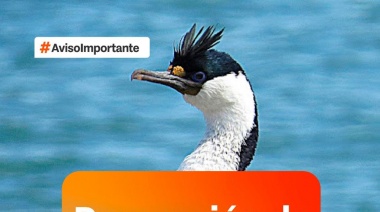 Se activa protocolo preventivo por detección de mortandad de aves marinas en Rio Grande