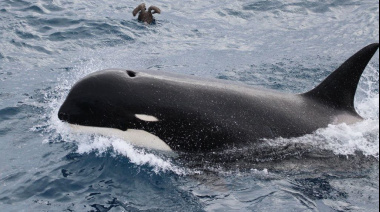 Se avanzan en la investigación por un varamiento de orcas en Bahía San Sebastián