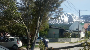 Se atendió situaciones de árboles caídos durante el temporal de vientos