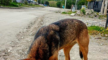 Se realizó controles en Andorra para promover la tenencia responsable