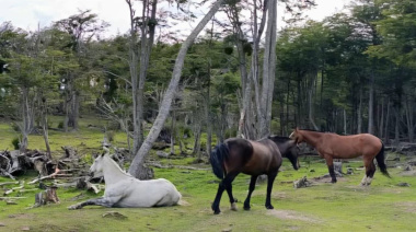 Se realizó una jornada de chipeo de equinos en estancia La Carmen