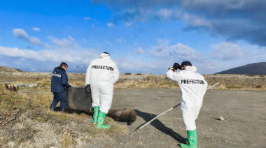 Prefectura asistió y reinsertó en su hábitat natural a un lobo marino
