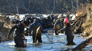 Se trabaja en el repoblamiento de ríos y lagos para la temporada de pesca deportiva