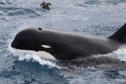 Se avanzan en la investigación por un varamiento de orcas en Bahía San Sebastián