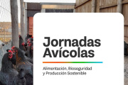 Gobierno impulsa Jornadas Avícolas para fortalecer la producción local