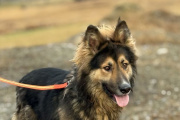 La Municipalidad recuerda la importancia de resguardar a los animales de compañía
