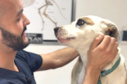 Refuerzan la prevención de la rabia con vacunación gratuita para perros y gatos